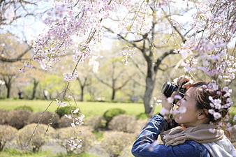 Woman photographing cherry blossoms in a spring park