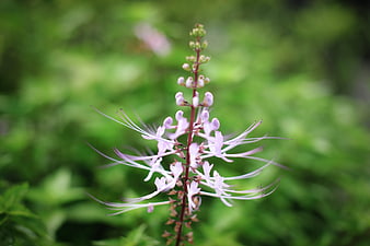 Close-up of delicate purple cat whiskers flower against green background
