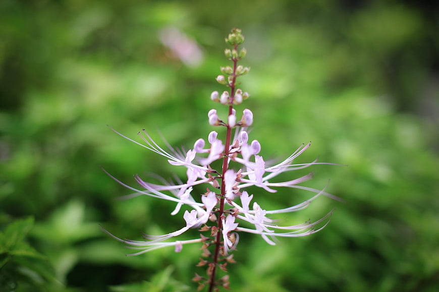 Close-up of delicate purple cat whiskers flower against green background