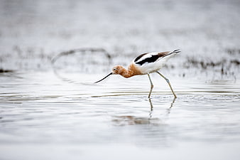 American Avocet wading in shallow water