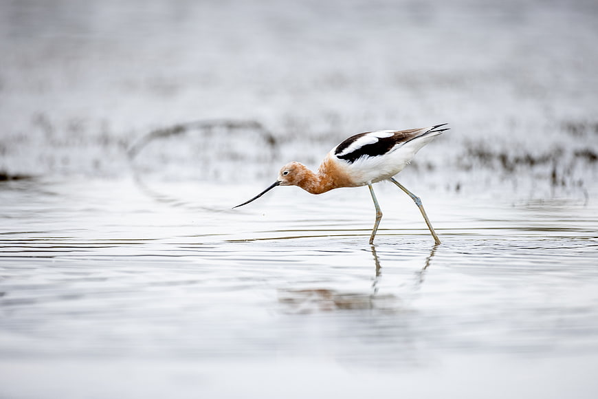 American Avocet wading in shallow water