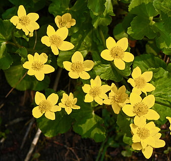 Yellow Marsh Marigold Flowers in Spring Wetland
