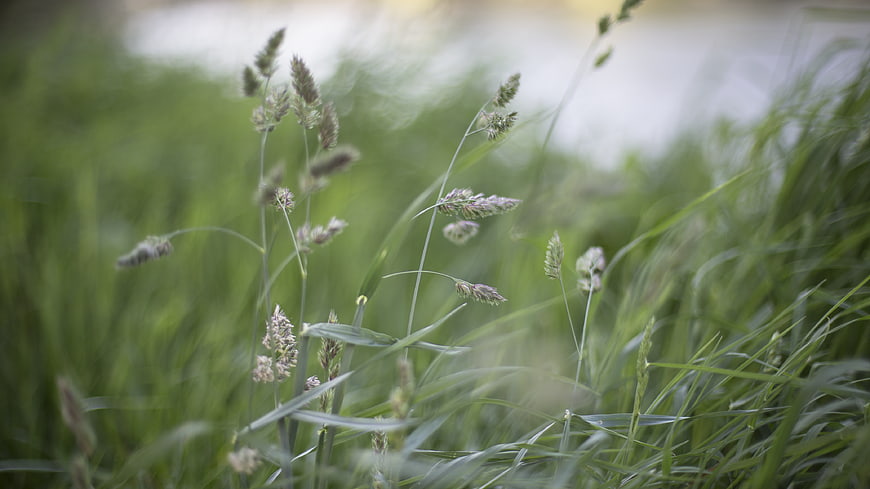 Close-up of green grass swaying in the wind with bokeh background