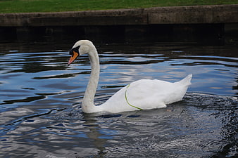 White swan swimming in a calm pond with green grass