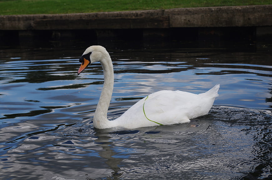 White swan swimming in a calm pond with green grass