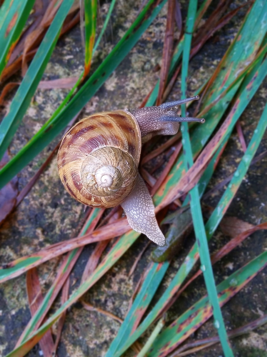 Close-up of a garden snail crawling on grass blades