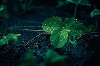 Close-up of green strawberry leaf with raindrops in dark forest