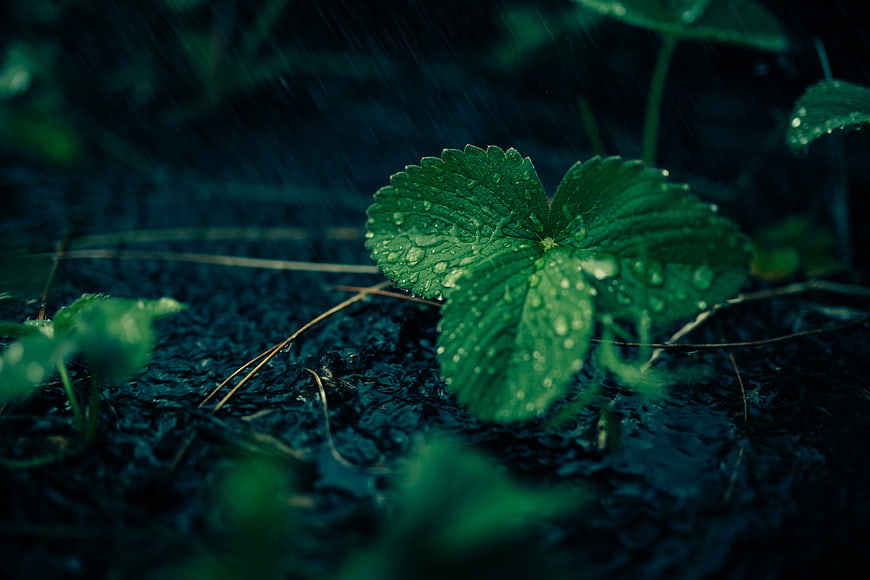 Close-up of green strawberry leaf with raindrops in dark forest
