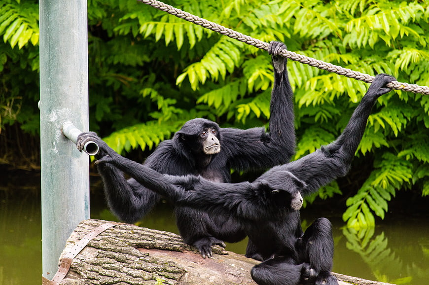 Two Black Gibbons Hanging from Rope on Log