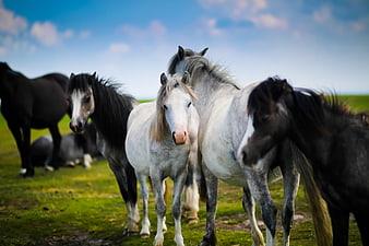 Herd of Horses in Green Pasture Under Blue Sky