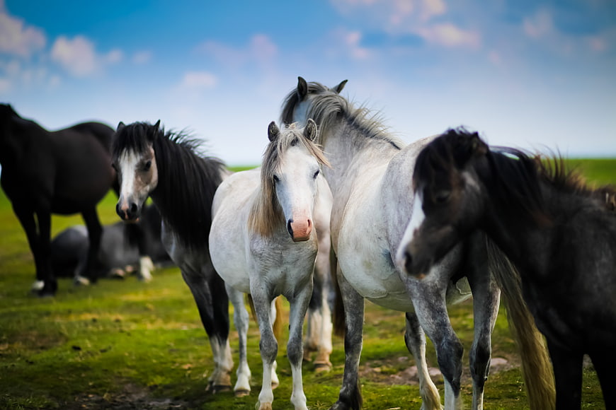 Herd of Horses in Green Pasture Under Blue Sky