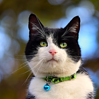 Close-up portrait of a black and white cat with green collar