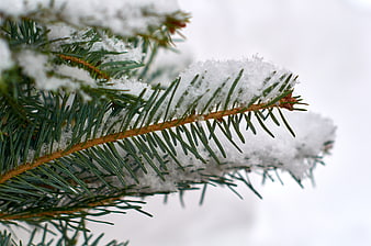 Close-up of Snowy Pine Branches in Winter