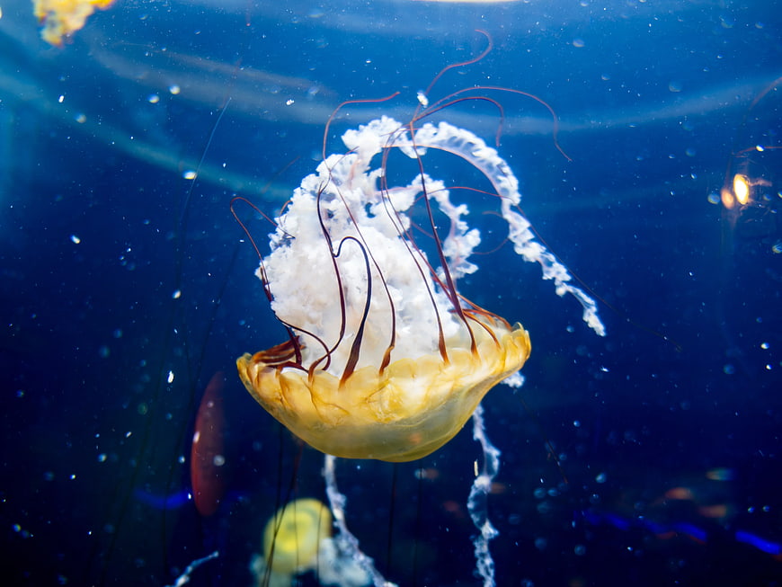 Yellow Jellyfish Floating in Deep Blue Ocean Water
