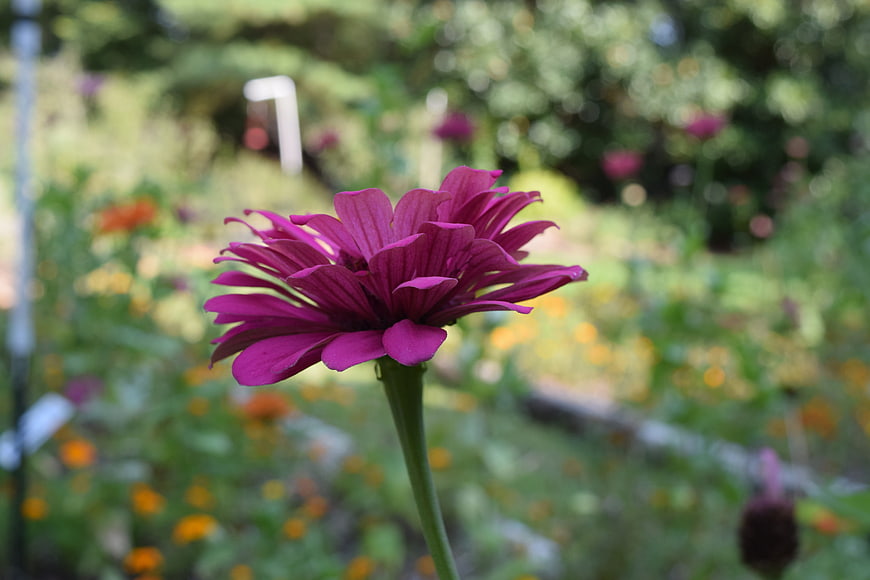 Vibrant purple zinnia flower in a blurred garden background