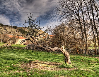 Rural landscape with gnarled tree and stone wall