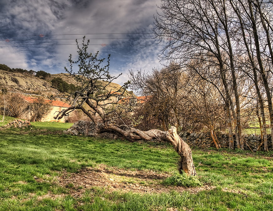 Rural landscape with gnarled tree and stone wall