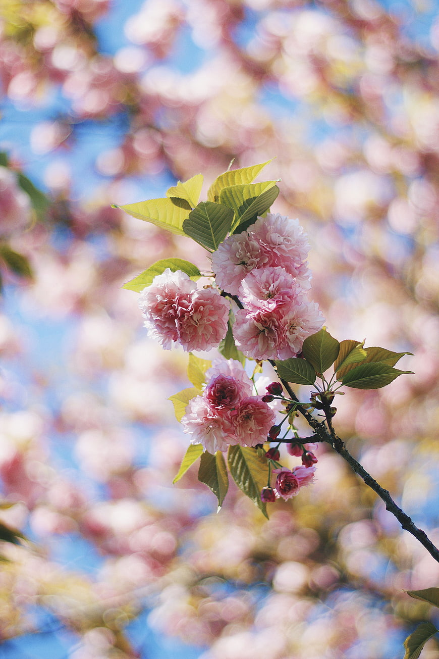 Pink cherry blossoms on a branch with blue sky background