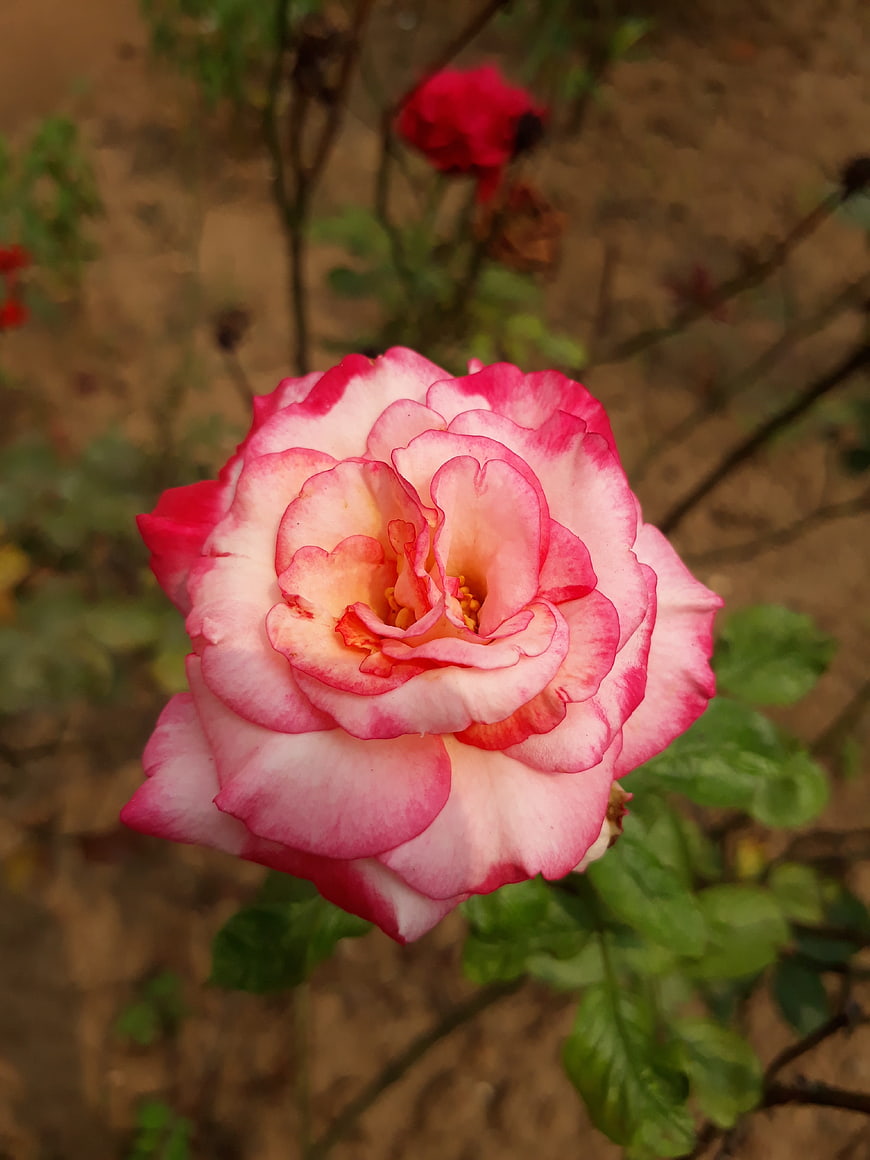 Close-up of Pink and White Rose in Garden