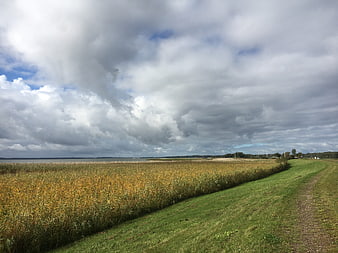 Scenic landscape of reed belt and grassy path under dramatic cloudy sky