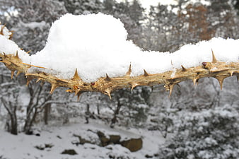 Snow-covered thorny branch in winter forest