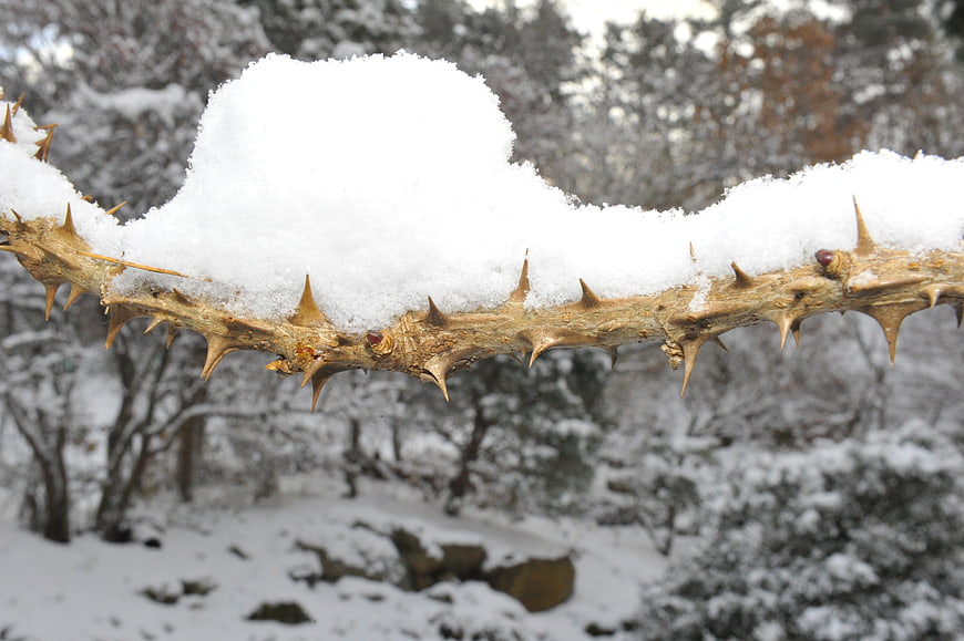 Snow-covered thorny branch in winter forest