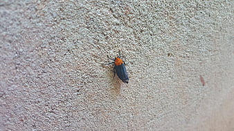 Close-up of a black and orange moth on a textured wall