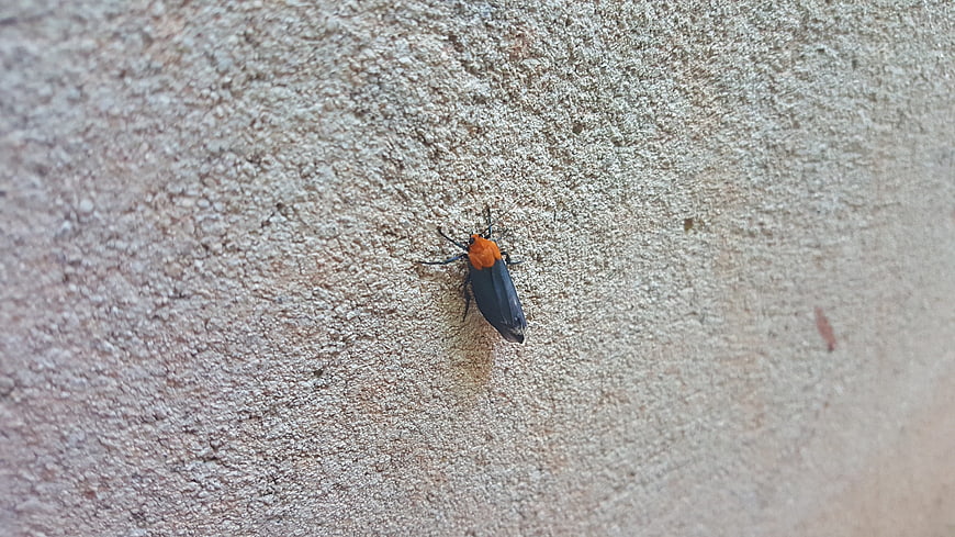 Close-up of a black and orange moth on a textured wall