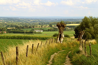 Scenic Summer Landscape with Pollarded Willow and Dirt Path
