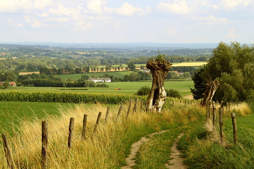 Scenic Summer Landscape with Pollarded Willow and Dirt Path