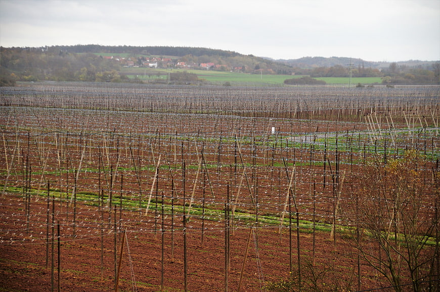 Vast Hop Field After Harvest in Autumn Landscape