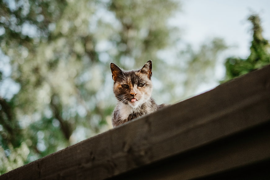 Cute calico cat licking lips on wooden roof