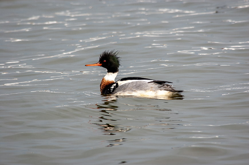Male Red-breasted Merganser Swimming in Lake Water