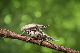 Macro photography of two weevils mating on a branch