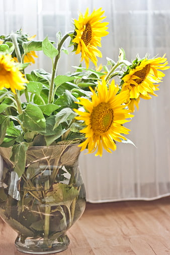 Bright Sunflowers in Glass Vase on Wooden Table