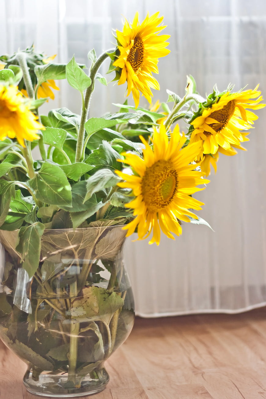 Bright Sunflowers in Glass Vase on Wooden Table