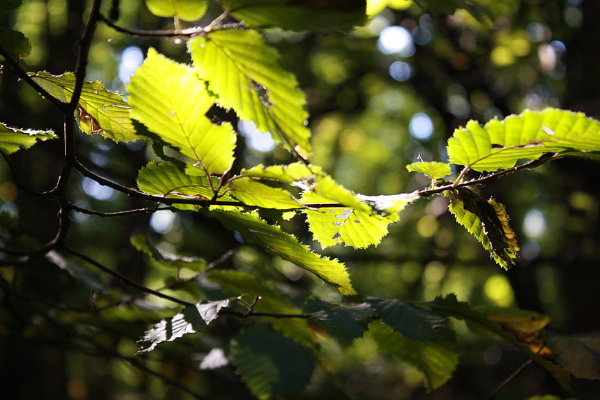 Sunlit green leaves on a branch in a forest