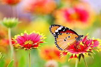Butterfly on Red and Yellow Flower
