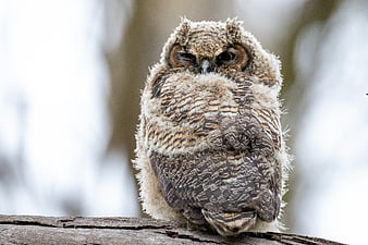 Fluffy Great Horned Owl Chick Perched on Branch