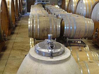 Rows of wooden wine barrels in a winery cellar