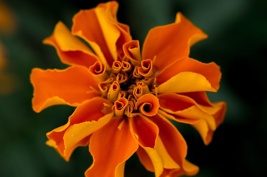 Close-up of vibrant orange marigold flower with blurred green background
