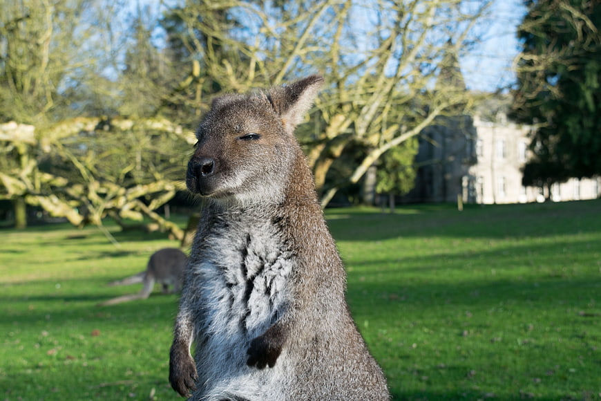 Close-up of a kangaroo standing in a sunny park