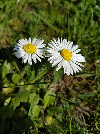 Close-up of two white daisies in green grass