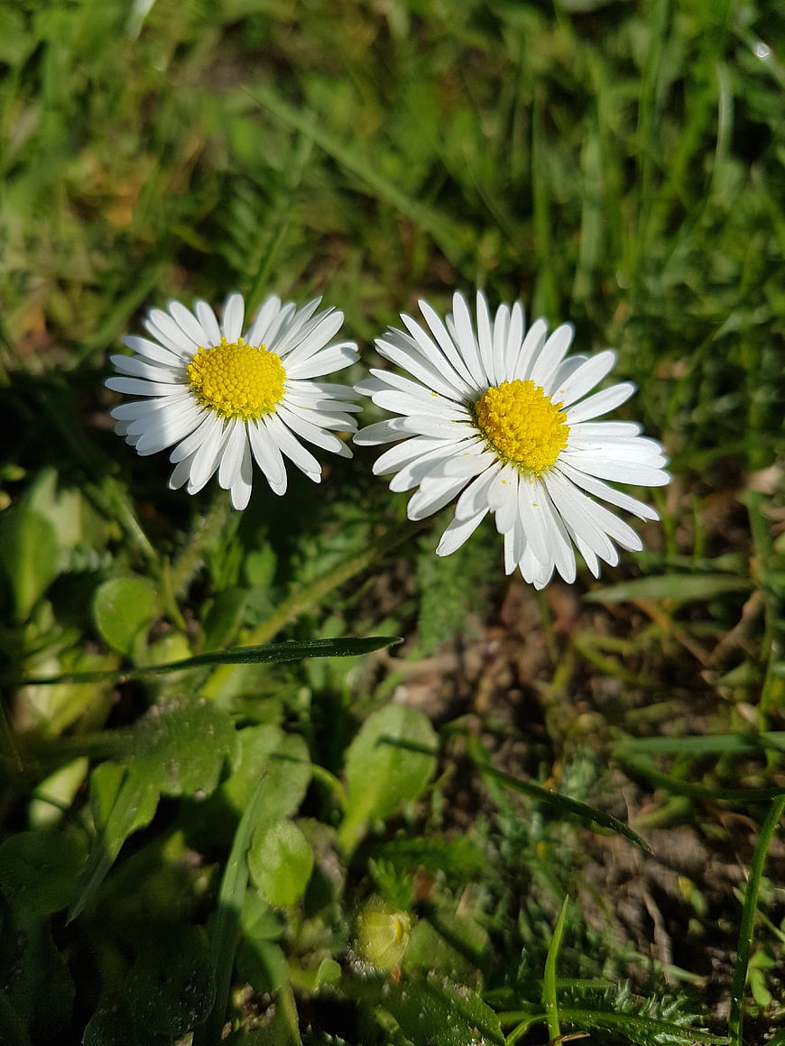 Close-up of two white daisies in green grass