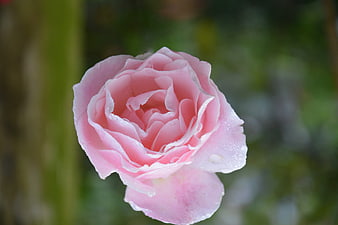 Close-up of a delicate pink rose with water droplets
