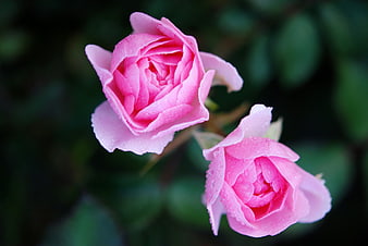 Close-up of two pink roses with dewdrops on petals