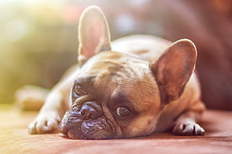 Cute French Bulldog Puppy Resting on Wooden Floor