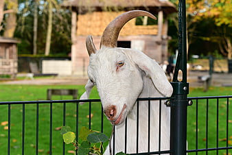 White goat with large horns eating leaves at a petting zoo