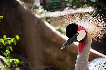 Close-up of a Grey Crowned Crane in a Zoo