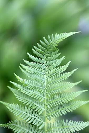 Close-up of a vibrant green fern frond against a blurred background